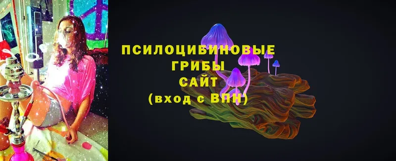 где купить   Жиздра  Псилоцибиновые грибы Magic Shrooms 